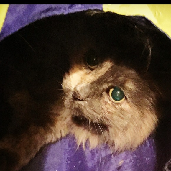 Meet your Posher, Jennifer - Picture 1 of 1